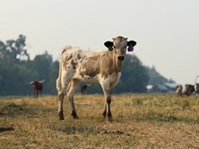 Horn Wine X Loaded Cloud 26 Heifer