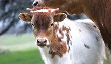 2025 Ruby Rose Bull