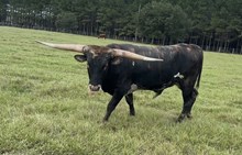 HL Drover