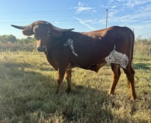 JW/Josie Steer