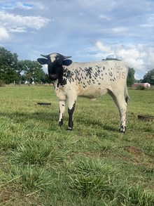 RO Pumpkin Spice