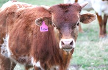 2025 Rozee Bull