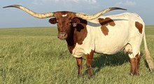GLR MONACOS SITTIN TEXAN