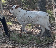 Fire Rose FF Bull 426