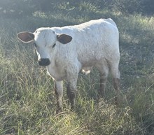 Painted Quilt FF bull 326