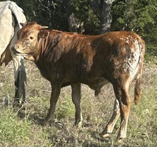 Mellow Dreams FF bull 525