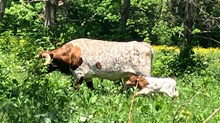 Cut’N Pretty 2026 Bullcalf