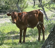 Miss Fireball FF bull 226