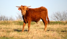 2025 Tricky Silver Bull