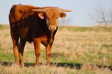 2025 Have Another Bull