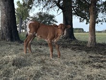 Bull Calf 9/13