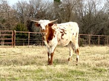 CTH Ms. Moneypenny