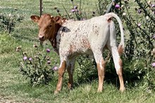 651 KCM Unnamed Bull (Pistol)