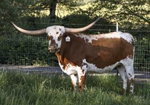 SLL JOLENE