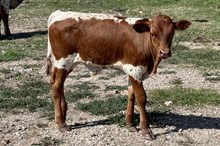 641 HCC Unnamed Bull (Harmony)