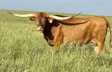 KDK HERC'S ARIES