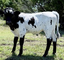 Black Eyes (steer)
