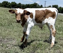 Alice's Bull calf