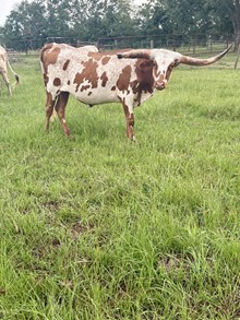 RHR June Carter