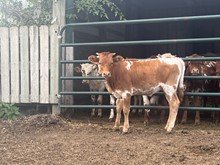 Joi 2023 Heifer