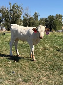 Locked N Loaded X White Pearl 26 Heifer