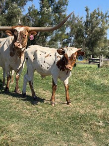 Locked N Loaded X Lady Bailee 26 Bull