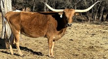 Safari B 15/8