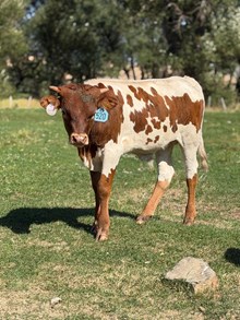 Locked N Loaded X Miss Long Shot 26 Bull