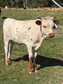 Double Shot X Sea Breeze 26 Heifer
