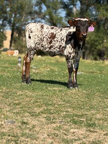 Reckon So X Tenille 26 Heifer