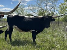 Painted Point x Tango Steer