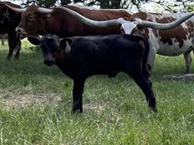 Masked Rider x Tango Heifer