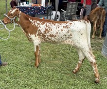 Puddles - Heifer