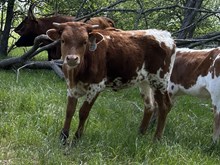 Ride Point x Tango Heifer 1