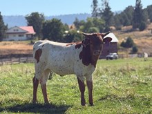 Reckon So X Spice 26 Heifer