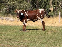 Reckon So X Iron Maiden 26 Bull