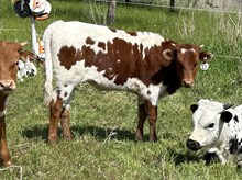 Crazy Dance x Tango Heifer