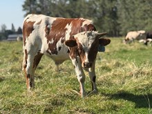 Reckon So X Sweet Lucille 26 Bull