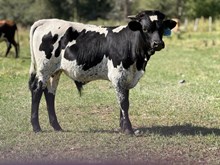 Locked N Loaded X Top Wind 26 Bull