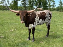 5D BULLSEYE LOVE