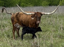 Spit Fire x Tango Heifer II