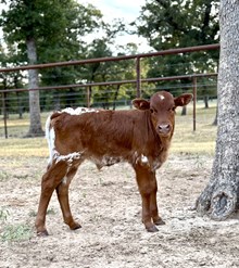 BR Cracker Jack x BCR Hot Dinga 712 Bull calf