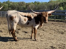 2021 Mama Mia Heifer