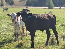 Reckon So X Black Pearl 26 Bull