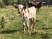Reckon So X Miss Boomerang 26 Bull