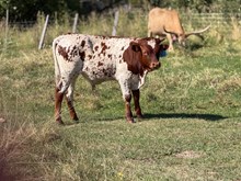 Locked N Loaded X Palomina 26 Bull