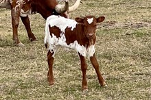 301 HCC Unnamed Bull - Fantasia
