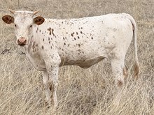 A&S Aphid