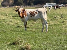 Locked N Loaded X Lightning 26 Heifer