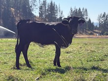 Reckon So X Autumn Wind 26 Heifer